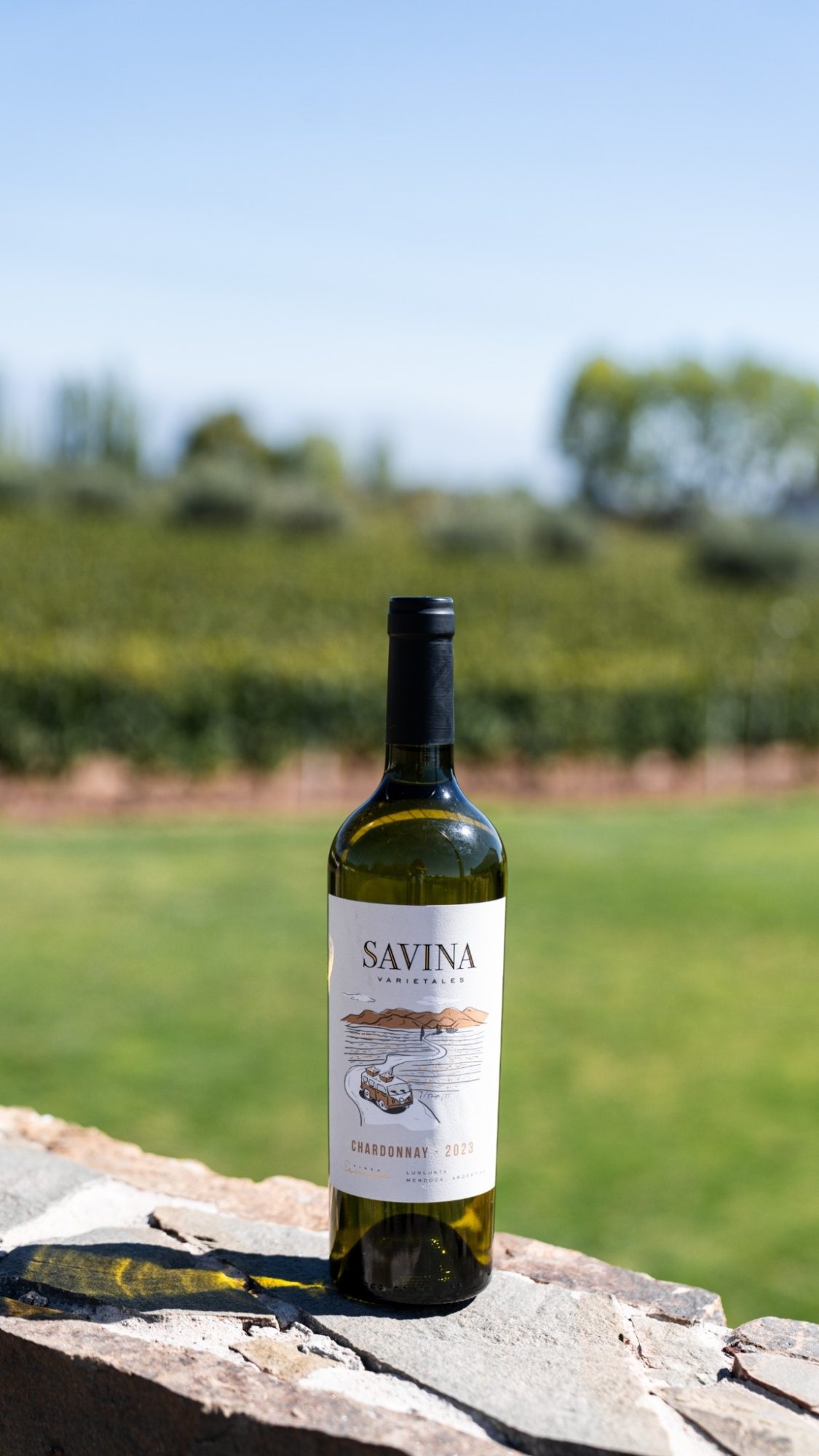 Savina Chardonnay - Imagen 4