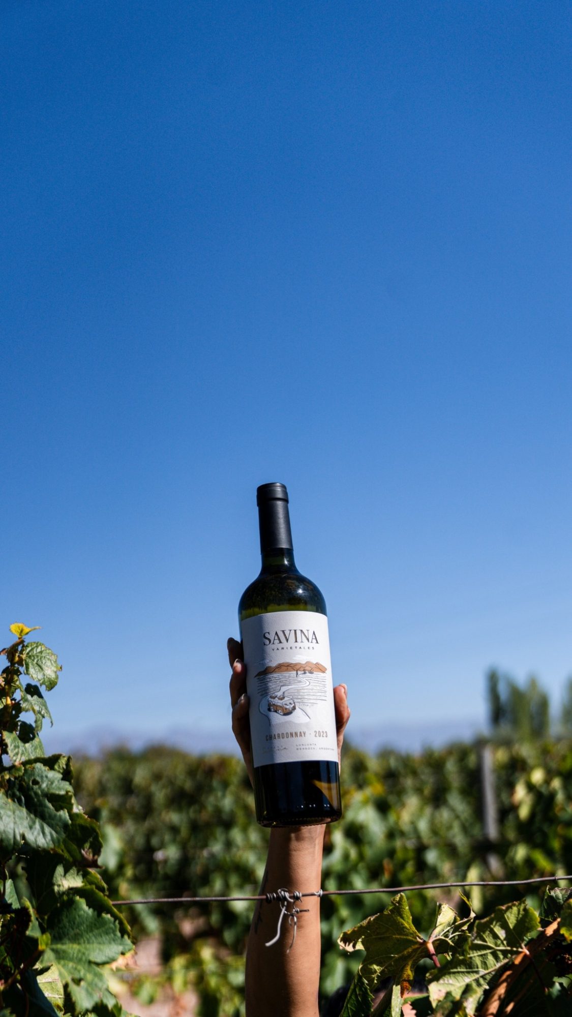Savina Chardonnay - Imagen 2